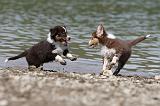 BERGER AUSTRALIEN PUPPIES 130